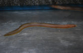 Channallabes Apus (Aalmeerval Nigeria)